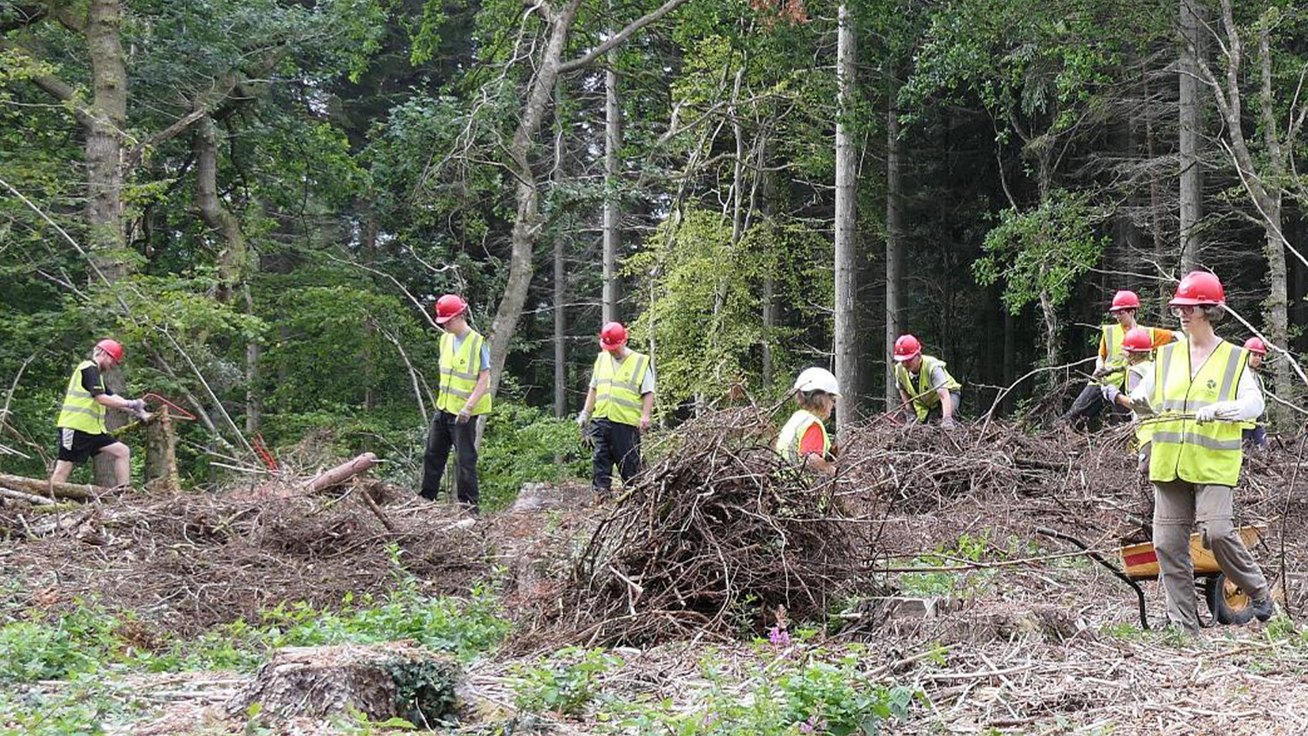 WRG Forestry volunteers clearing vegetation
