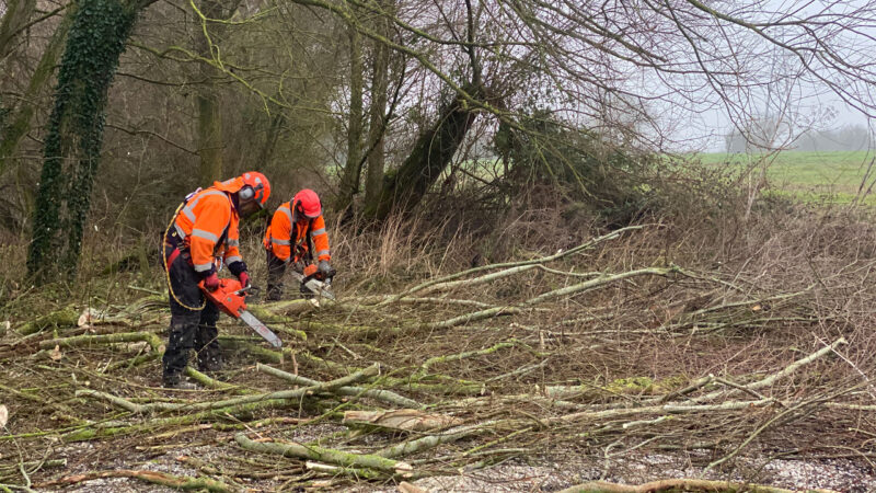 chainsaw operators cutting branches into smaller sections