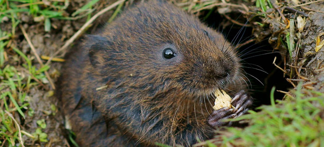 Ten mammals to look out for around the waterways - The Inland Waterways