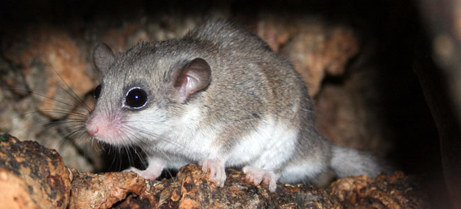 Ten mammals to look out for around the waterways - Inland Waterways Ten mammals to look out for around the waterways - Inland Waterways