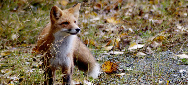Ten mammals to look out for around the waterways - Inland Waterways Ten mammals to look out for around the waterways - Inland Waterways