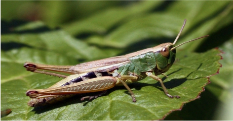 10 insects to look out for around the waterways - The Inland Waterways ...