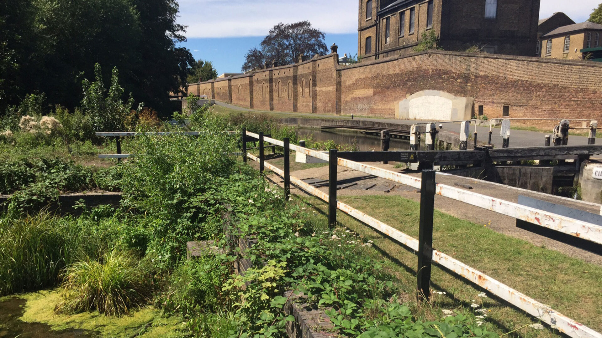 Overgrown locks at Hanwell on the Grand Union Canal