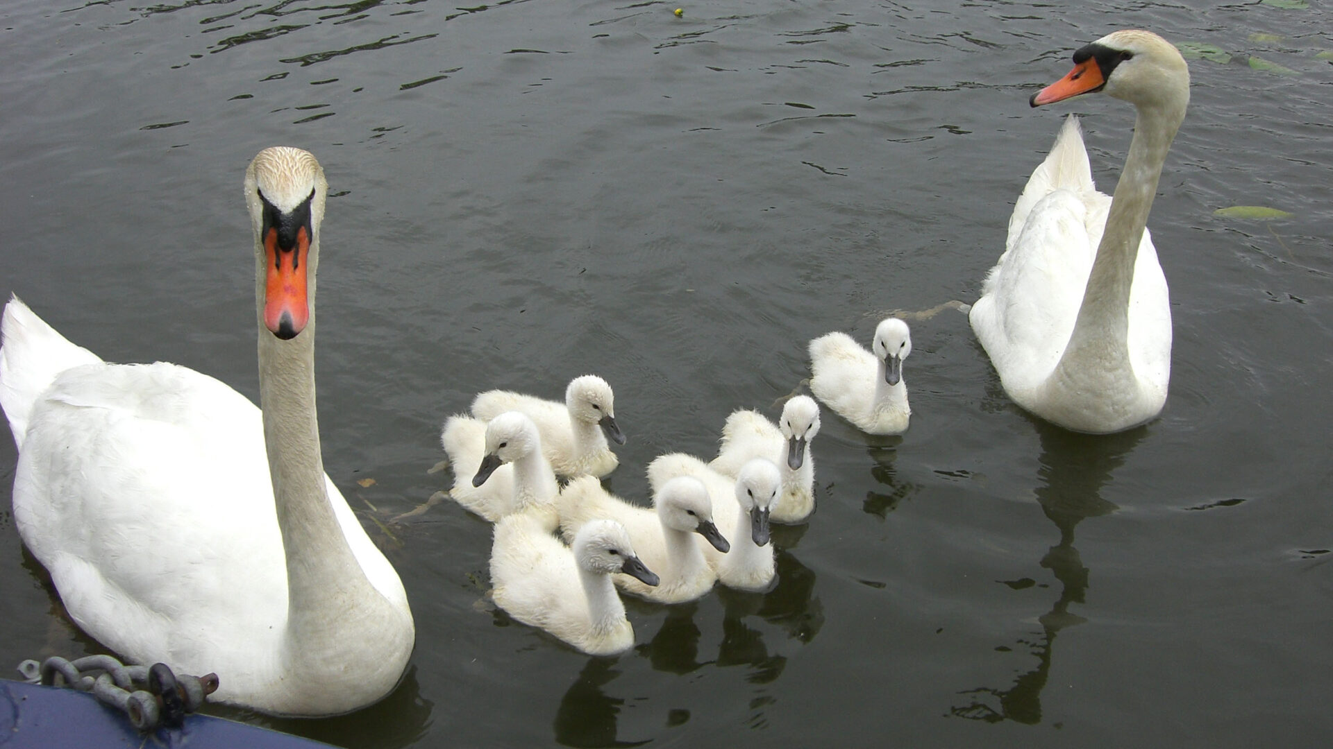 Swans and cygnets on the water