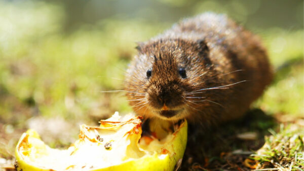 Water vole eating