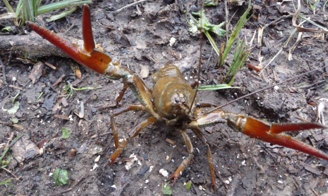 Crayfish Traps- UK legal, Catch Signal Crayfish 