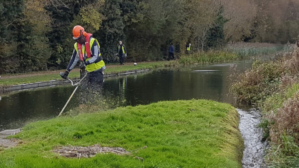 Volunteer strimming vegetation along the Northampton Arm