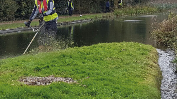 Volunteer strimming vegetation along the Northampton Arm