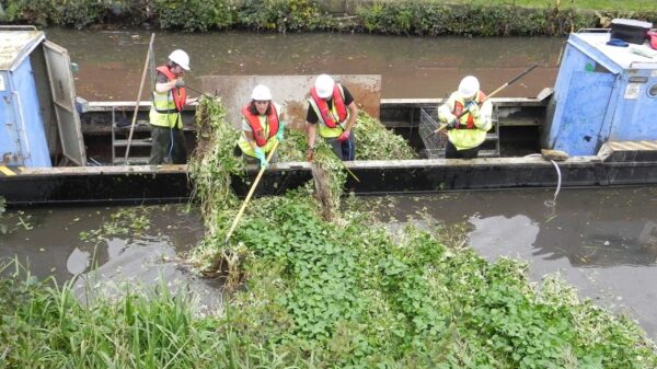 Floating pennywort removal