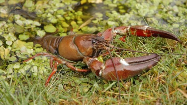 Signal Crayfish exiting water