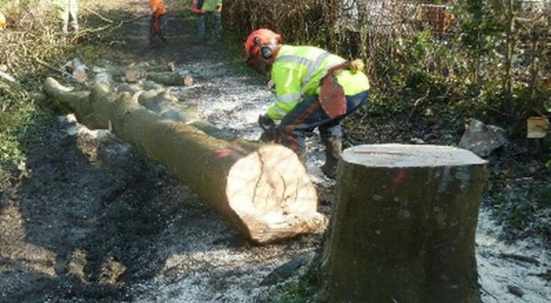 WRG forestry volunteer cutting a tree