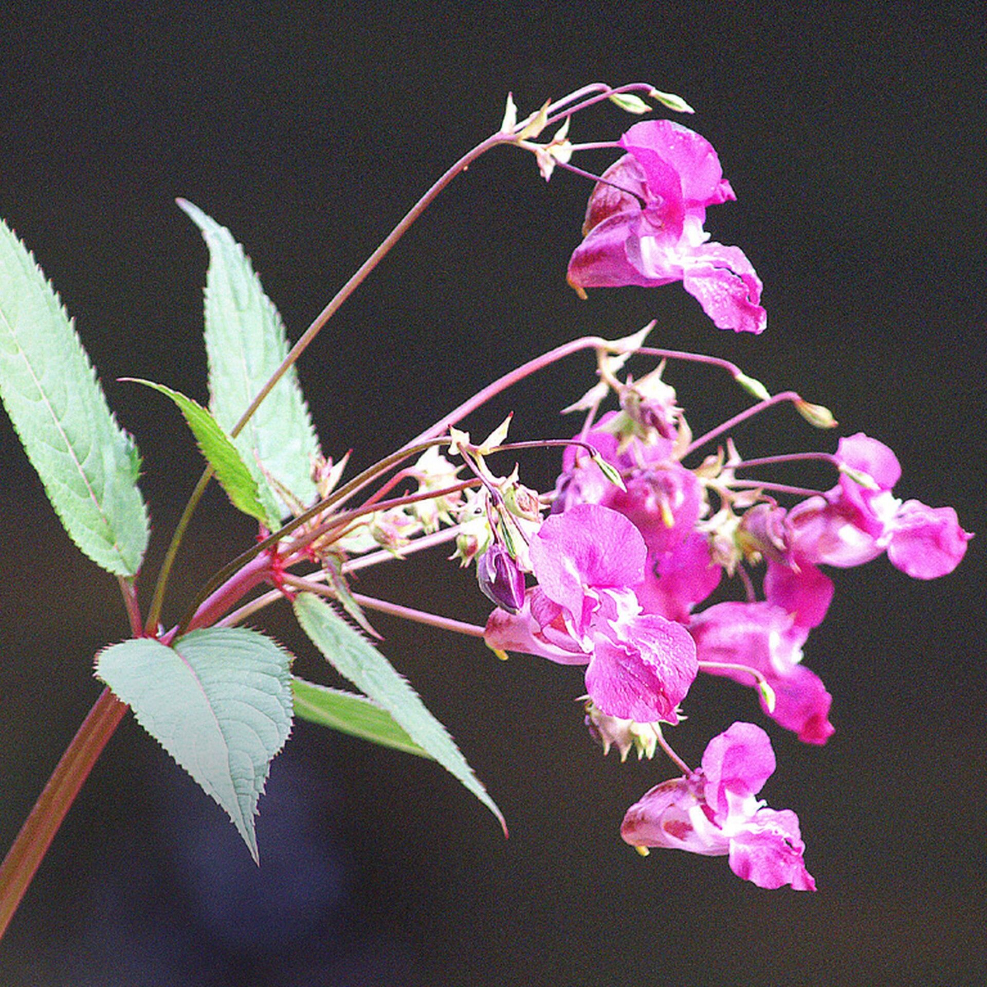 Himalayan Balsam flower