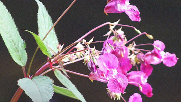 Himalayan Balsam flower
